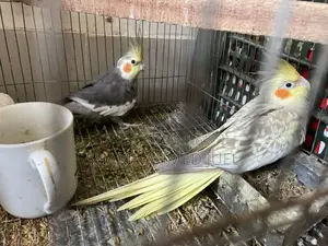 A pair of Cockatiel birds