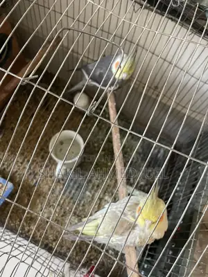 A pair of Cockatiel birds