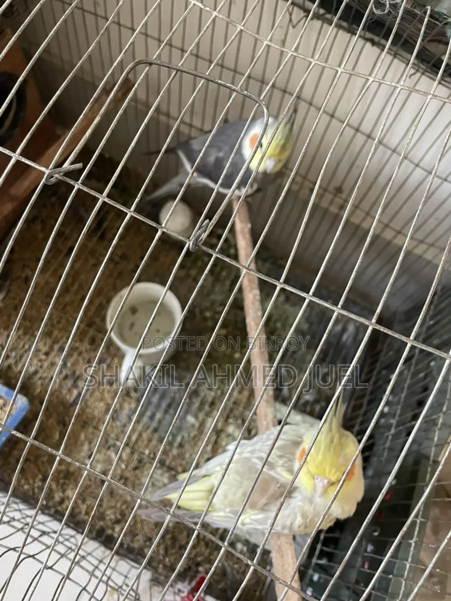 A pair of Cockatiel birds