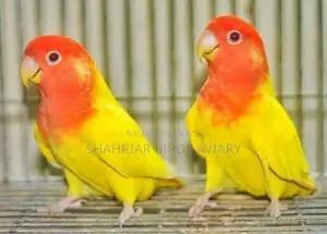 Red Head Offline Love Bird