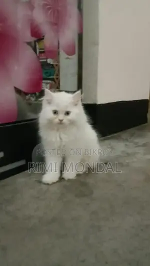 3 Cot Persian Blue Eye Cute Cat