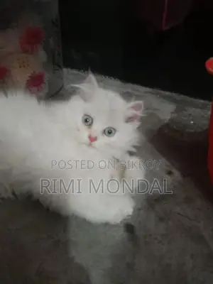 3 Cot Persian Blue Eye Cute Cat