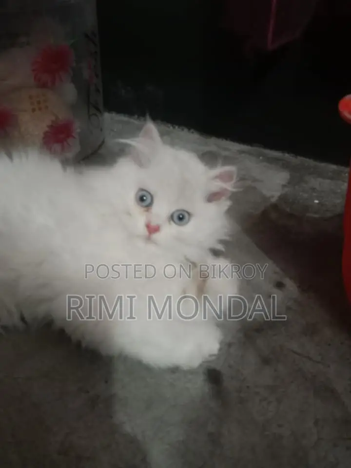 3 Cot Persian Blue Eye Cute Cat