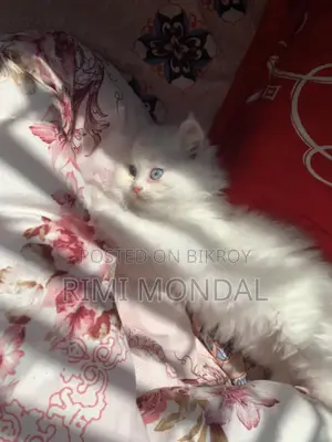 3 Cot Persian Blue Eye Cute Cat