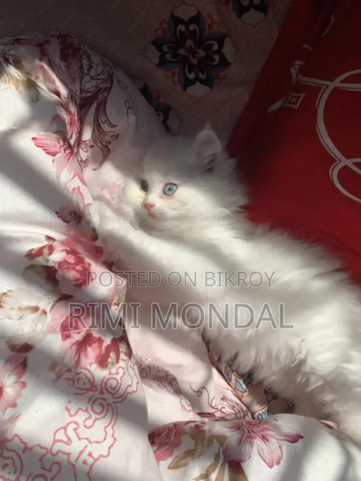3 Cot Persian Blue Eye Cute Cat