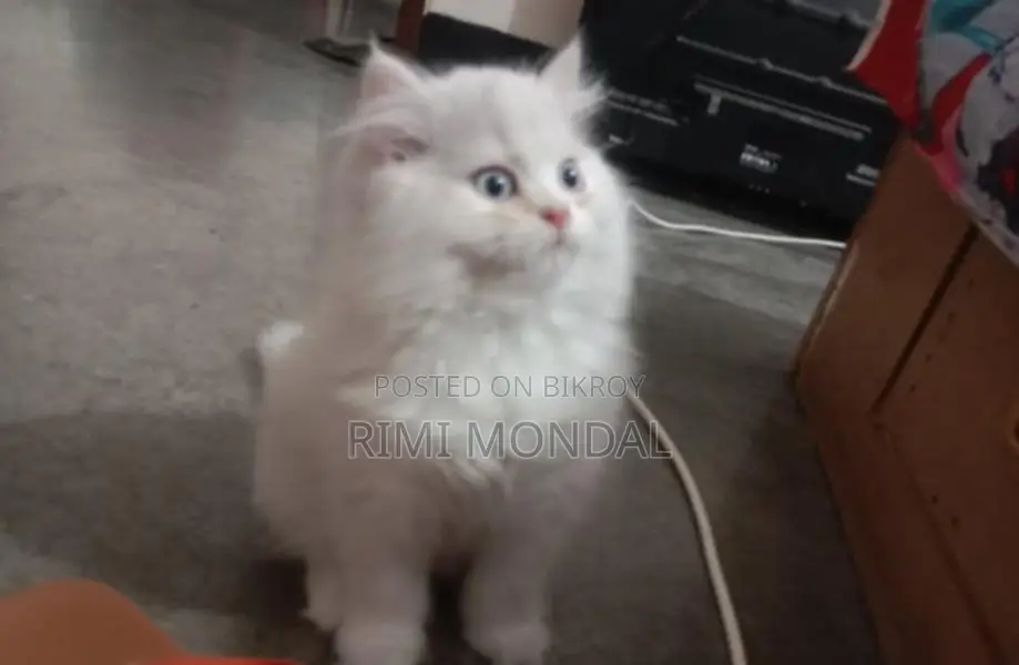3 Cot Persian Blue Eye Cute Cat