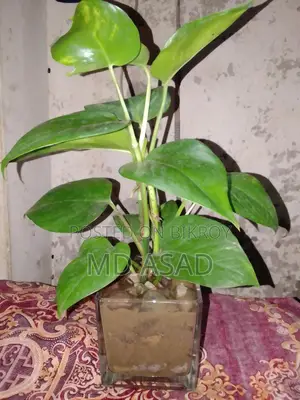Money Plant sapling with glass pot for sale.