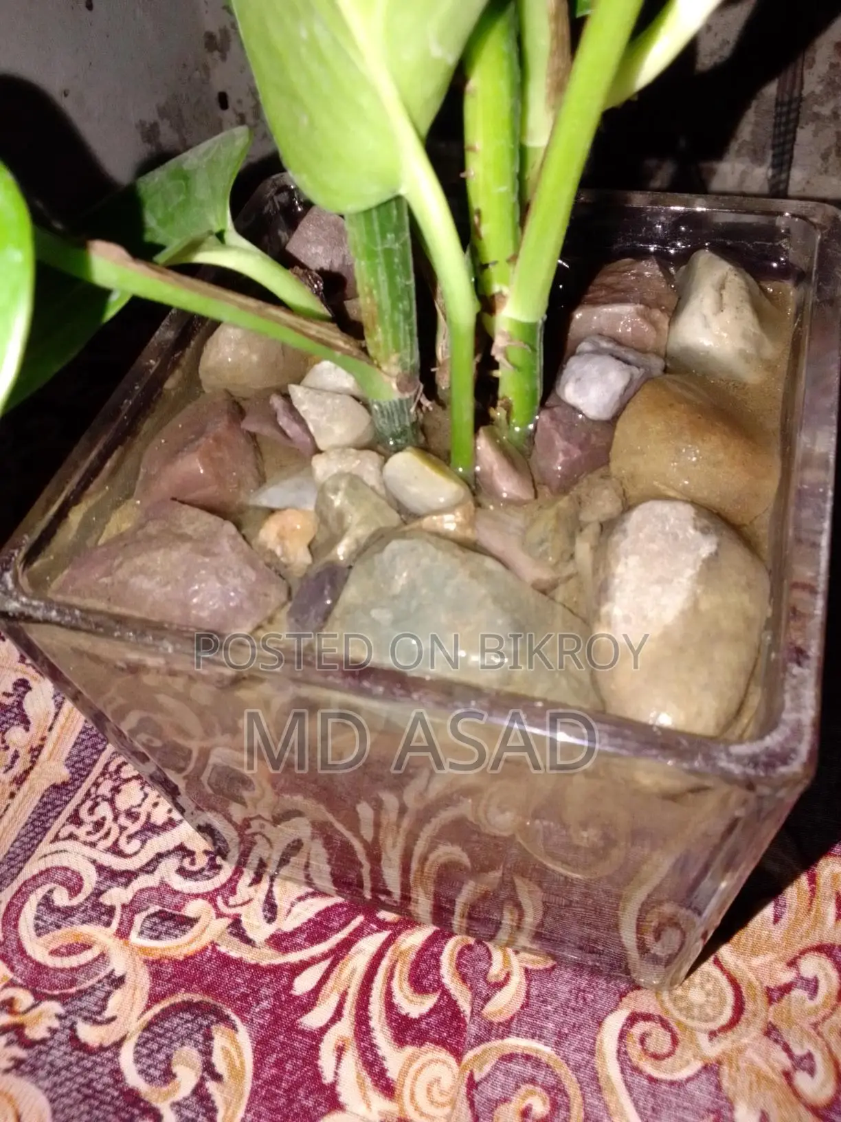Money Plant sapling with glass pot for sale.