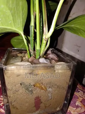 Money Plant sapling with glass pot for sale.