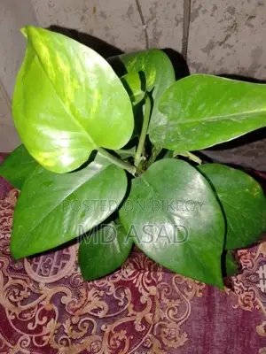Money Plant sapling with glass pot for sale.