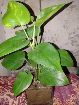 Money Plant sapling with glass pot for sale.