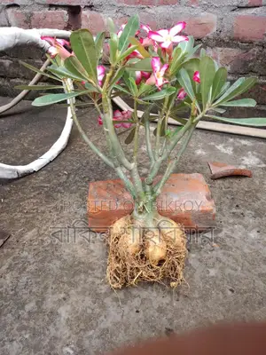 Adenium Plant