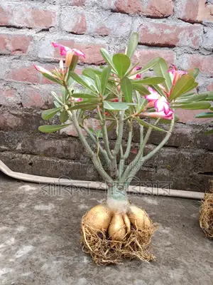 Adenium Plant