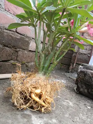 Adenium Plant