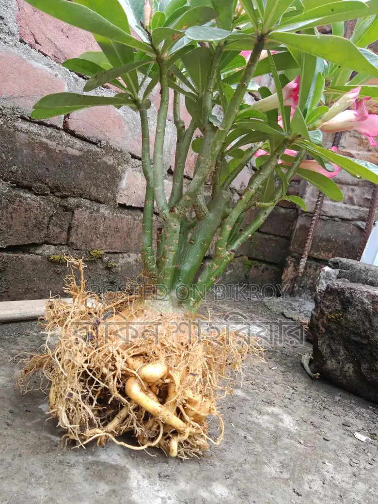 Adenium Plant