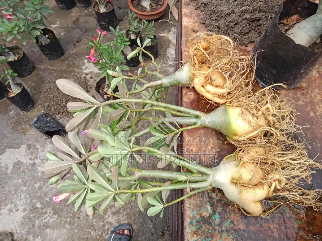 Adenium Plant