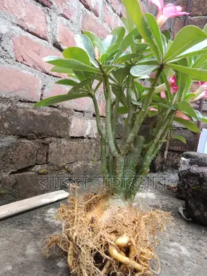 Adenium Plant