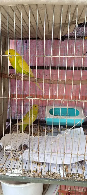 বাজিগর পাখি বিক্রি করব