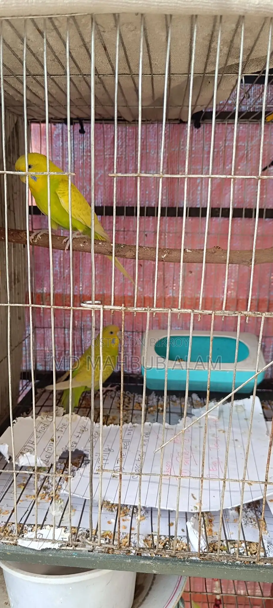 বাজিগর পাখি বিক্রি করব