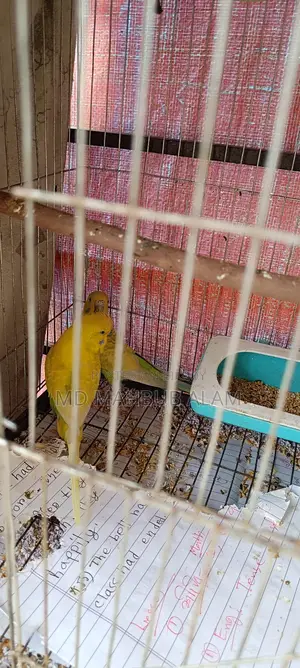 বাজিগর পাখি বিক্রি করব