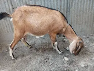 1 Local Goat and 1 Cross-Breed Kid