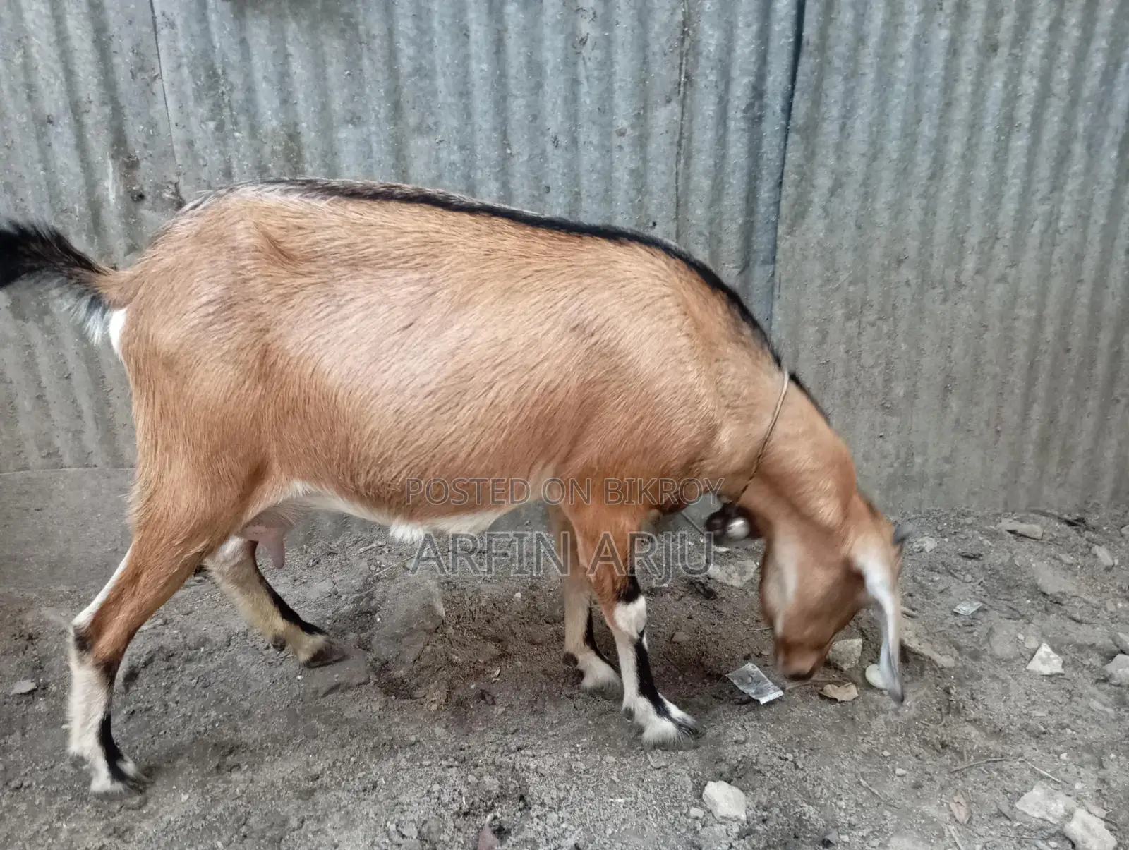 1 Local Goat and 1 Cross-Breed Kid