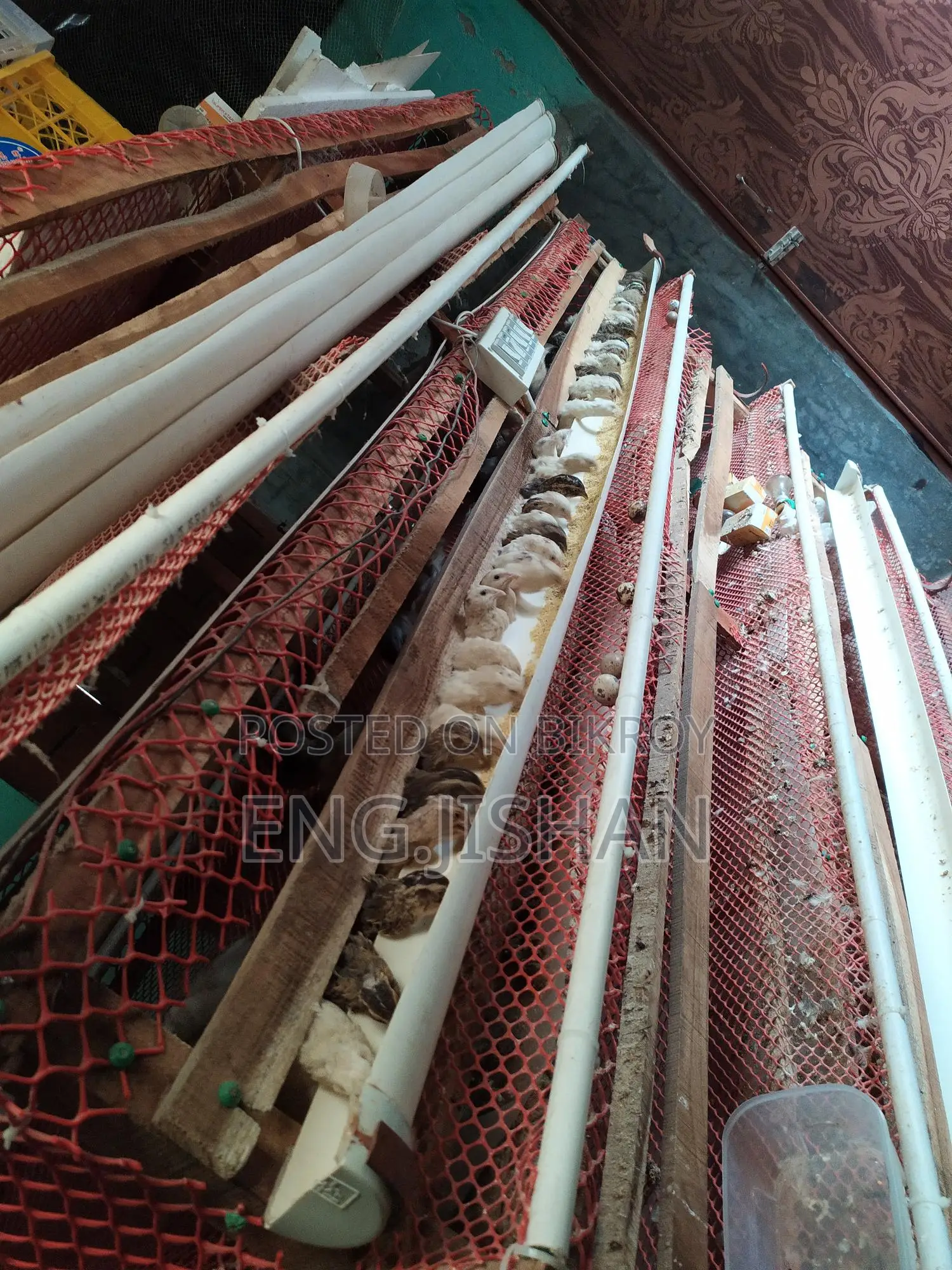 Running Egg-Laying Quail Birds (With or Without Cage)