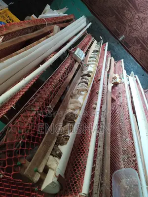 Running Egg-Laying Quail Birds (With or Without Cage)
