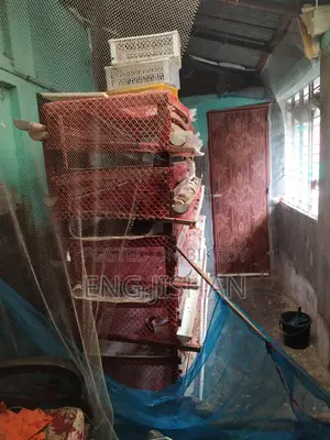 Running Egg-Laying Quail Birds (With or Without Cage)