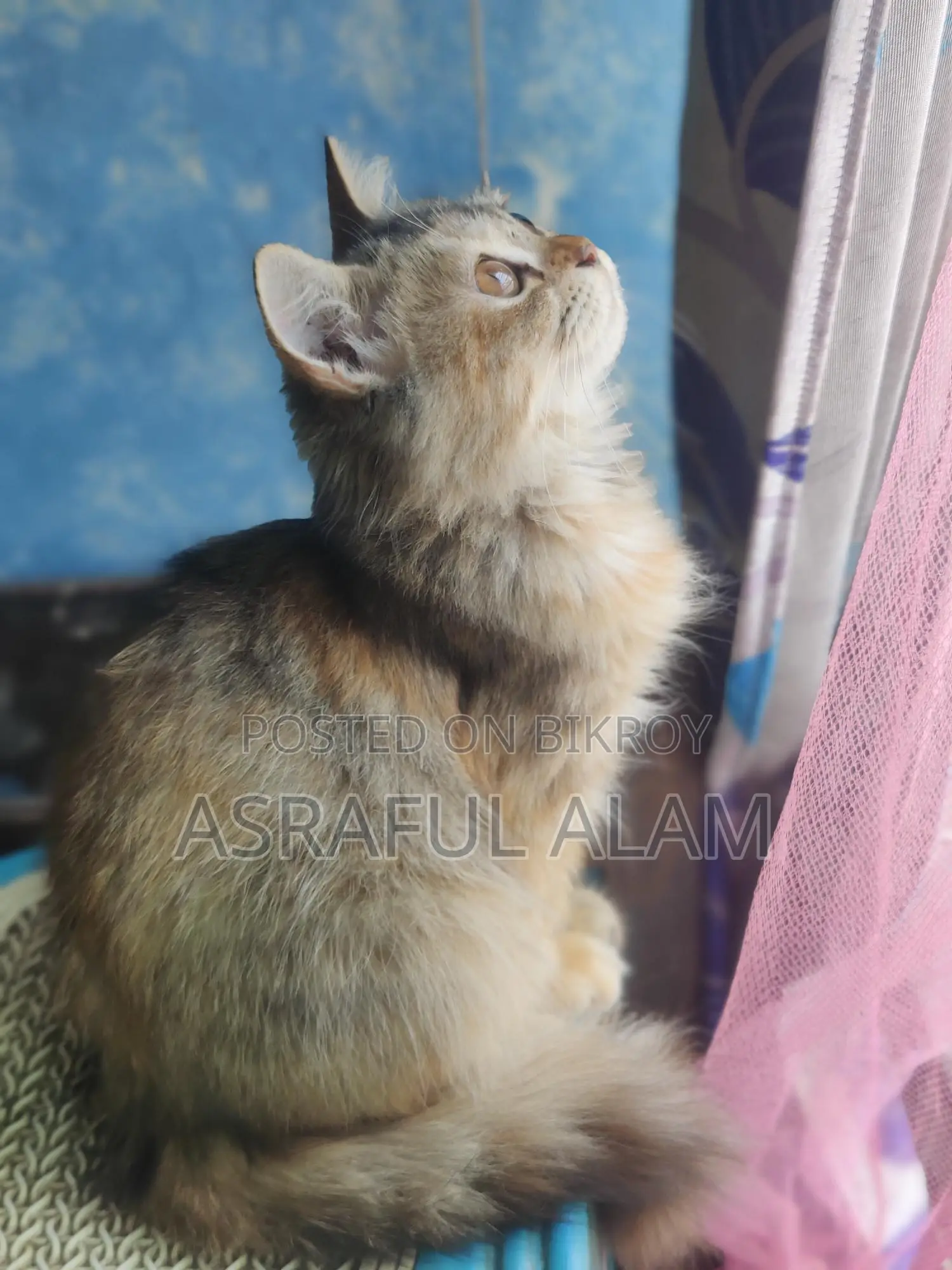 Persian Cat