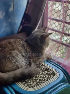 Persian Cat