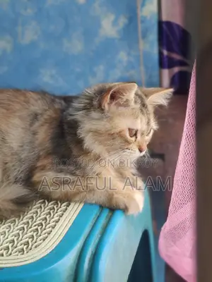 Persian Cat