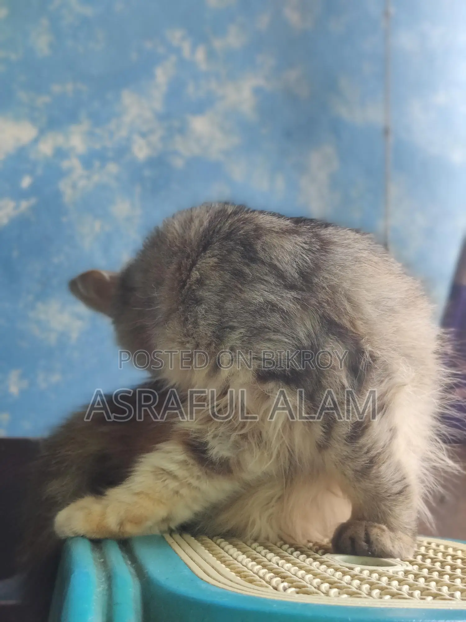 Persian Cat