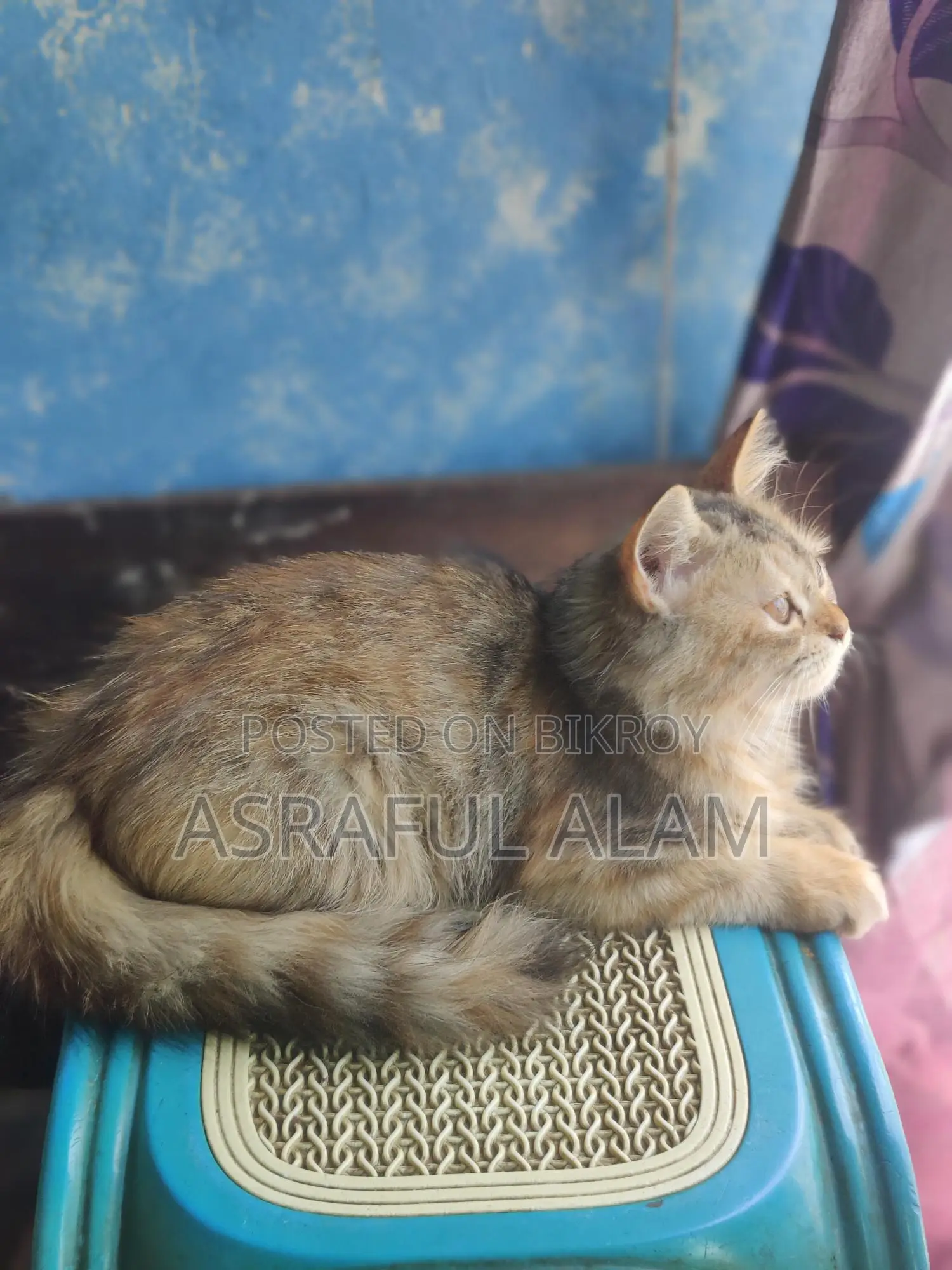 Persian Cat