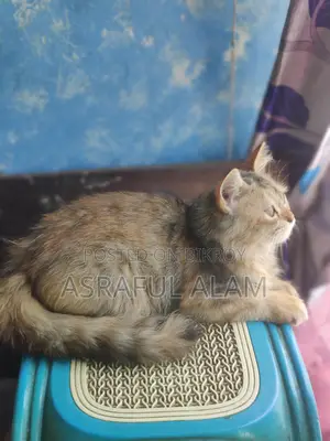 Persian Cat