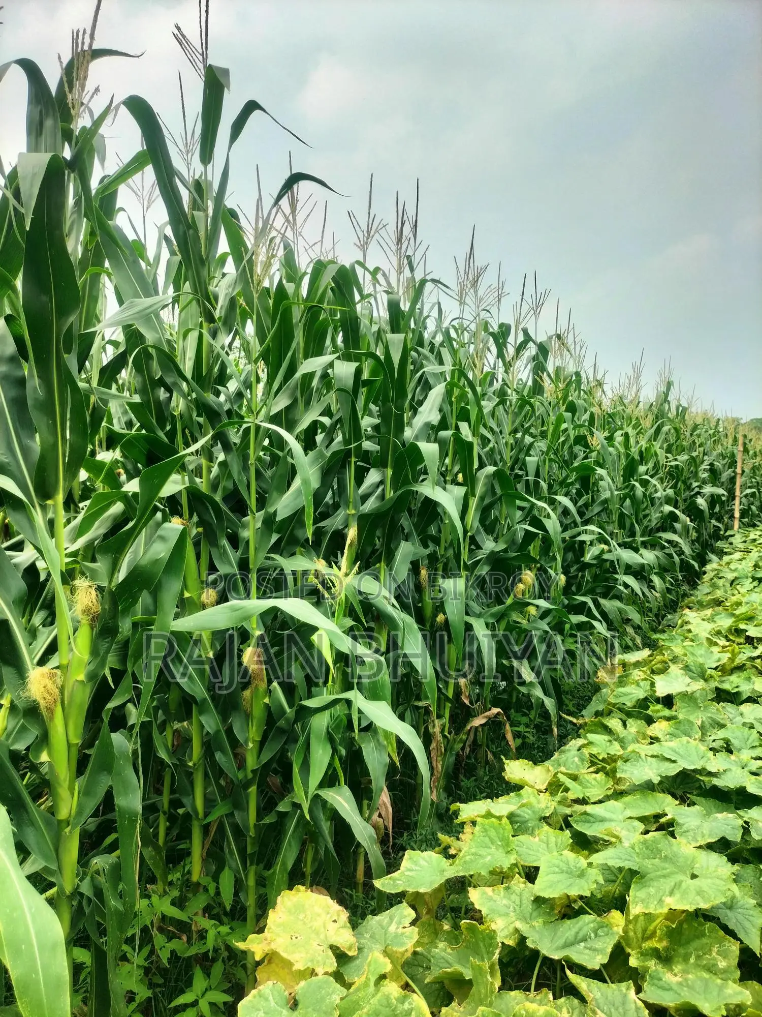 Corn Plant Sale