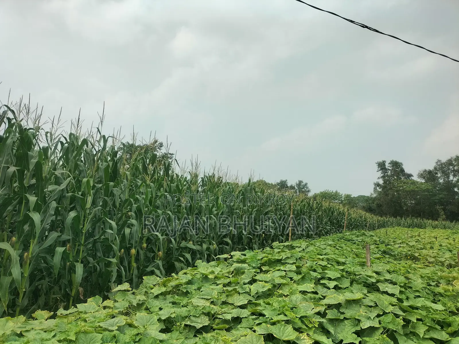 Corn Plant Sale