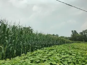 Corn Plant Sale