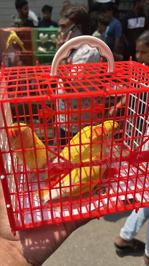 Love Bird Lutino Adult