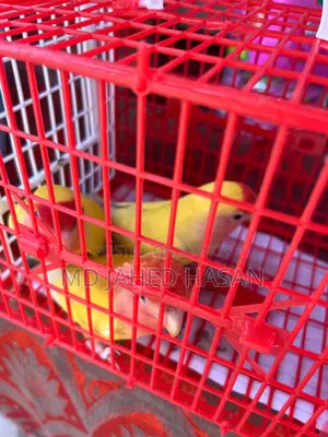 Love Bird Lutino Adult