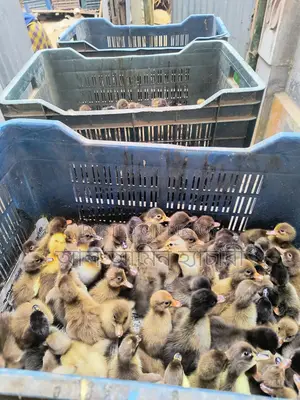 One-day-old Khaki Campbell ducklings for sale