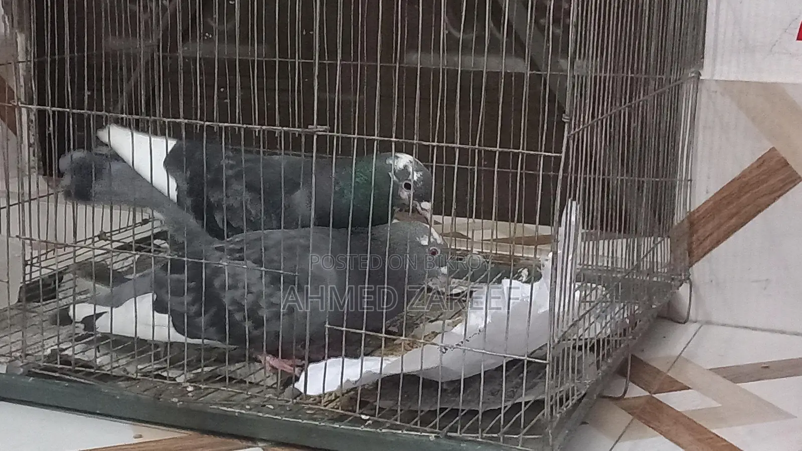 Two Male Birds for Sale
