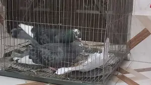 Dui ta male bikroy kora hobe