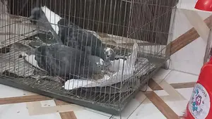 Two Male Birds for Sale