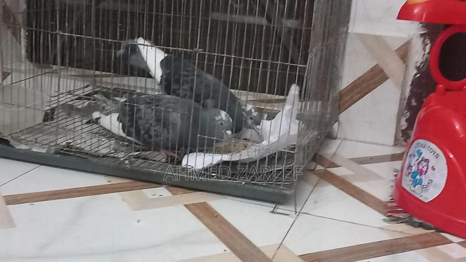 Two Male Birds for Sale