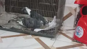 Two Male Birds for Sale