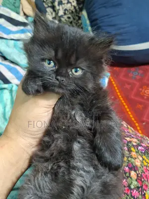 Pure Persian