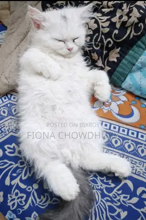 Pure Persian