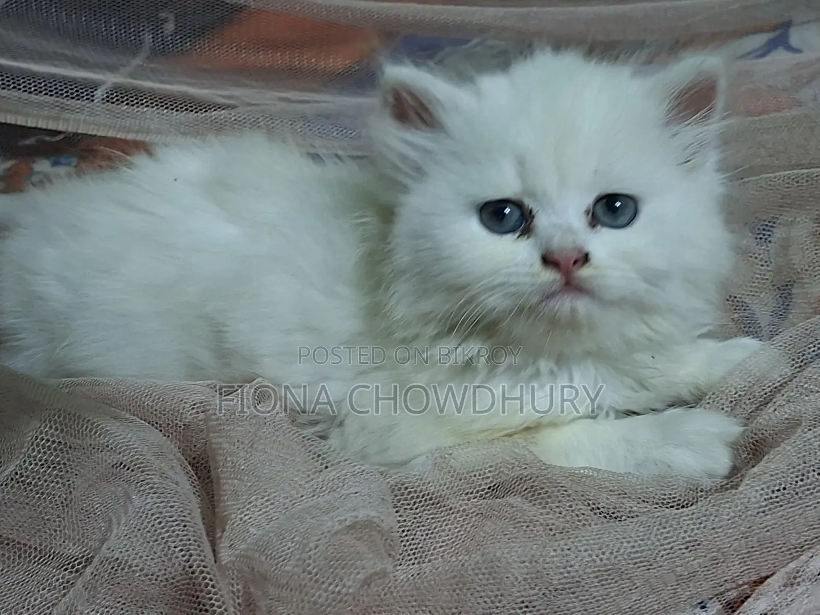 Pure Persian