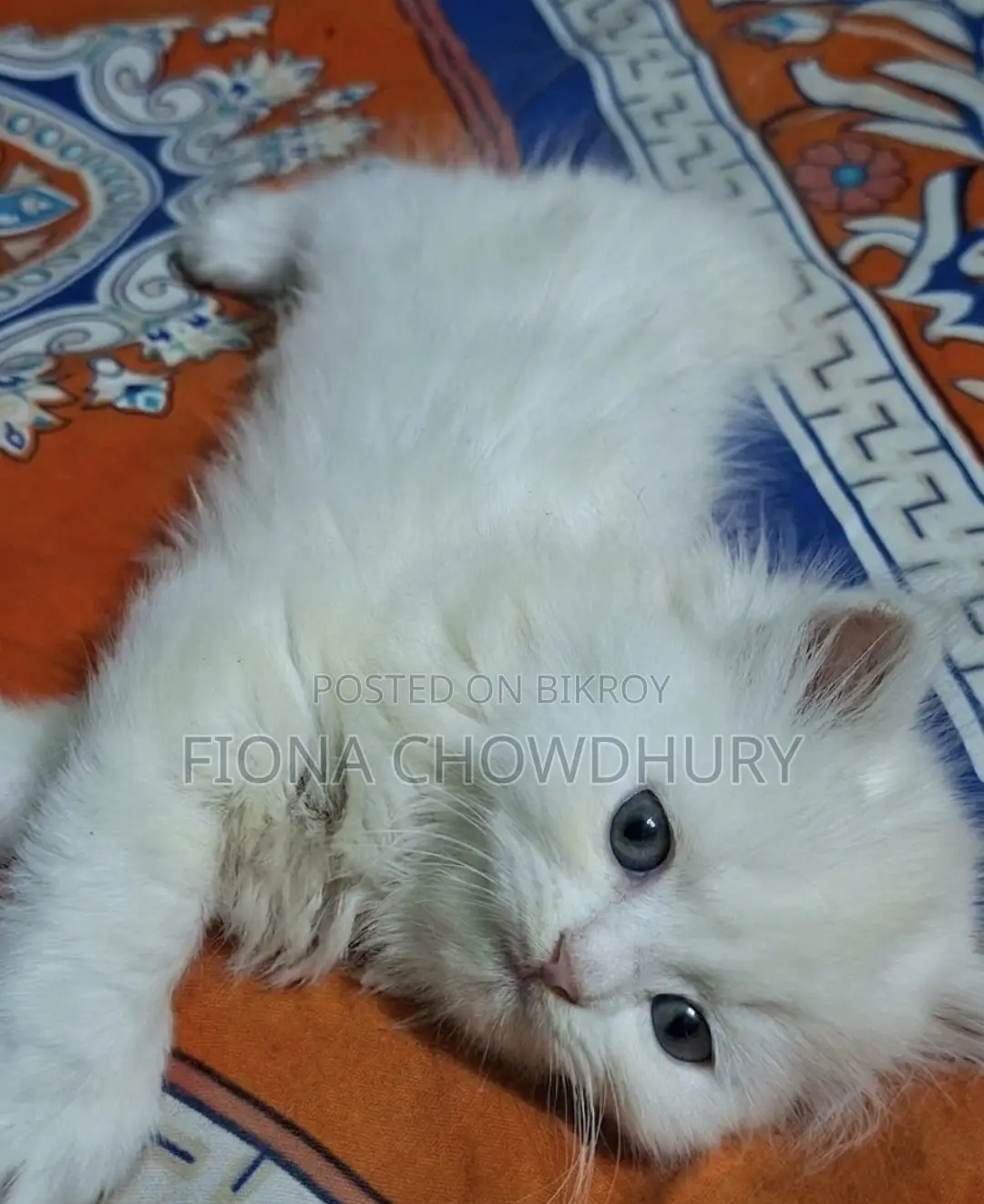 Pure Persian